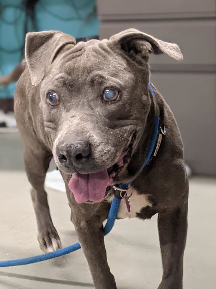 Adopt a friend: Rosabella